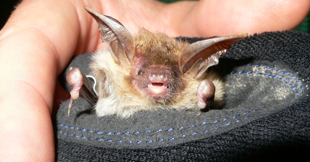 Bechstein's bat (c) C.Mainstone
