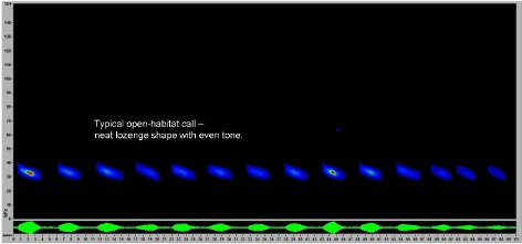 Sonogram of typical western barbastelle call