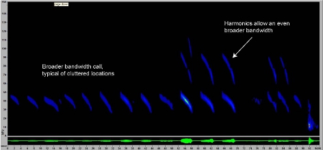 Sonogram of typical bat in confined space