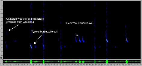 Sonogram of interaction with common pipistrelle