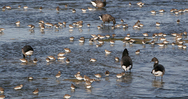 brent and dunlin