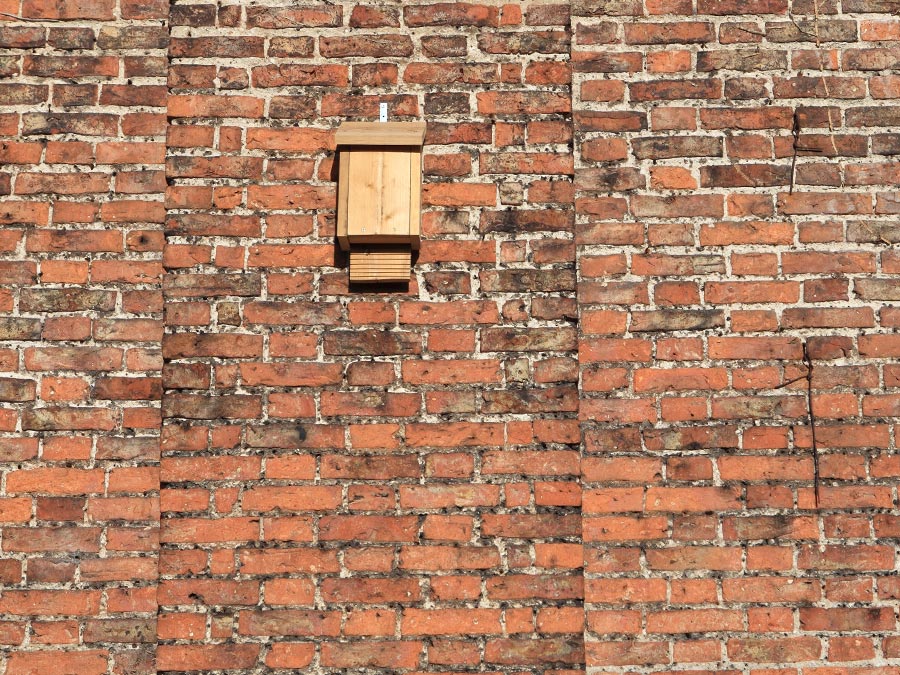 Bat Roost Mitigation Leads to Recolonisation