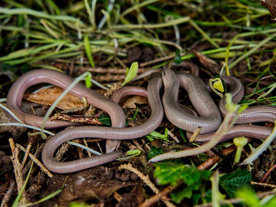 Monitoring Translocated Slow Worm –<br>Fed3 Projects