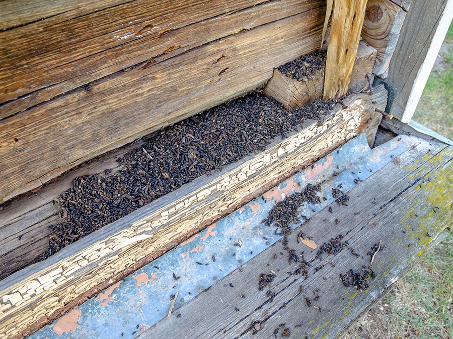 Soprano Pipistrelle Maternity Roost <br>in the New Forest
