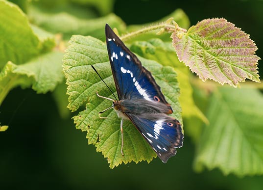 Protected Species Surveys